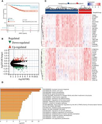 Proposing a novel molecular subtyping scheme for predicting distant recurrence-free survival in breast cancer post-neoadjuvant chemotherapy with close correlation to metabolism and senescence